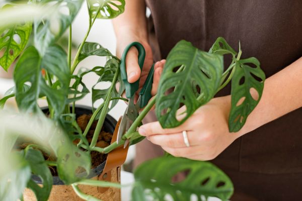 Philodendron : secrets et conseils sur cette plante d’intérieur tropicale